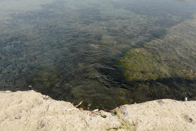 Rio Salivoli (Piombino) - rospi smeraldini in citt!